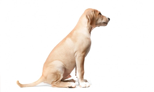 dog-communicating-with-owner