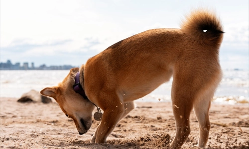 Cute dog digging in the beach sand