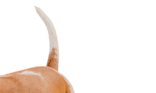 Dog sitting and displaying natural tail wagging behavior