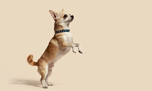 Happy Chihuahua dog wagging its tail while looking at its owner