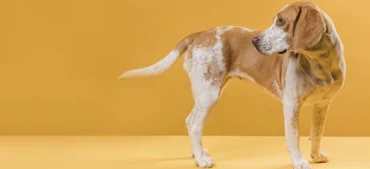 Why Do Dogs Wag Their Tails? Every Wag Has a Story