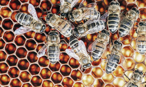 Bee-Venom-Therapy