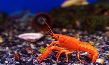 Lobsters