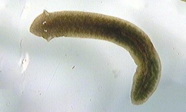 Flatworms