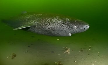 Immortal Greenland sharks
