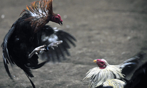 CockFighting in Delaware