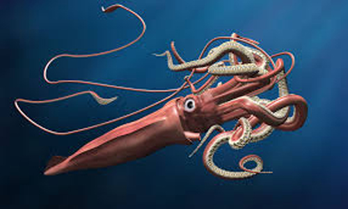 Architeuthis dux