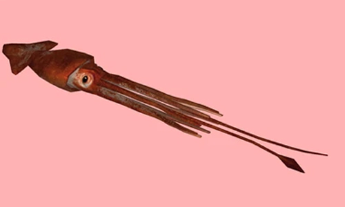 Architeuthis martensi