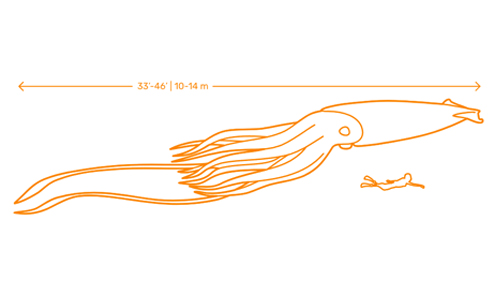 Giant Squid Length