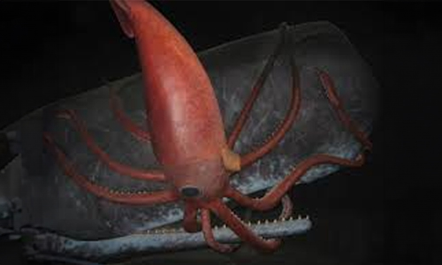 Mesonychoteuthis hamiltoni