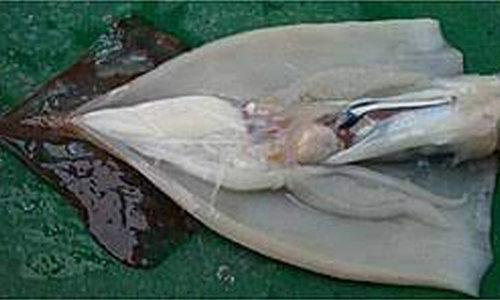 Moroteuthis ingens