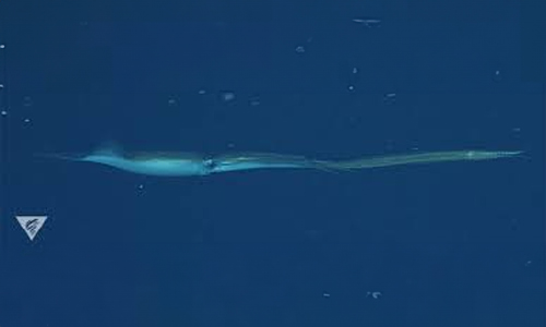 Onykia robusta