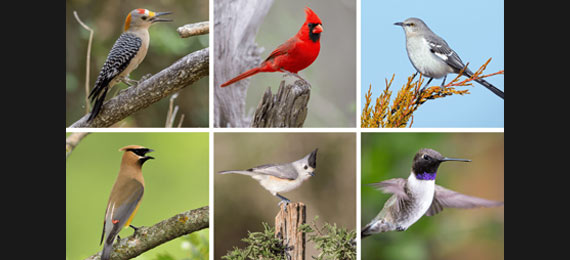How Far Will You Get the Right Answers in Our Texas Birds Trivia?