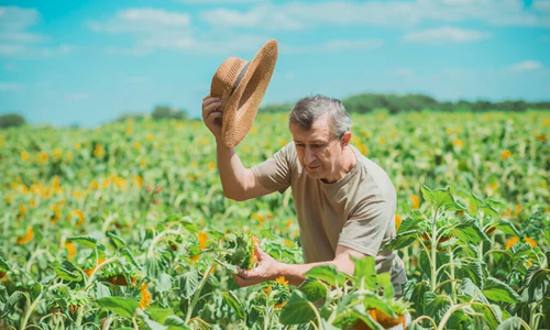 Difference-Between-Dinner-and-Supper---Farmer-in-Olden-Days
