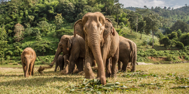 Elephants in Thailand  