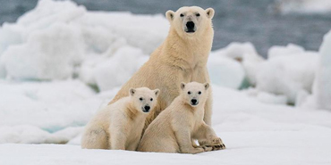 Polar Bears in the Arctic