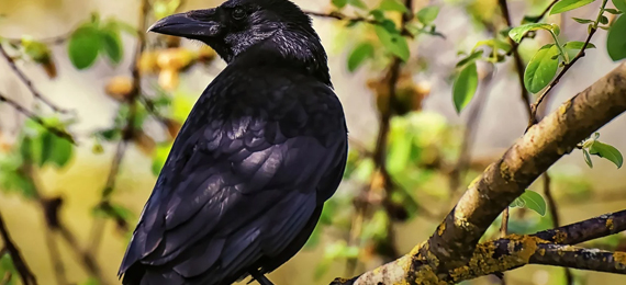 How Smart Are Crows Compared to Other Animals