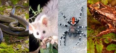 Top 7 Newly Discovered Species 2020