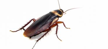 Have Cockroaches Survived A Million Years?