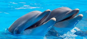 Study Finds That Dolphins Enjoy Watching Television