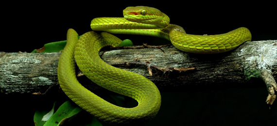 Meet This New Species Salazar Slytherin Snake