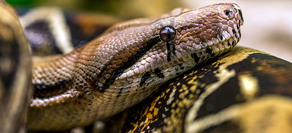 10 Interesting Facts about Boa Constrictors