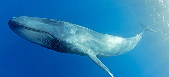 Are Blue Whales A Living Oxymoron?