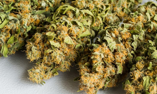 Strange-Marijuana-Cannabis-Law-in-Oregon