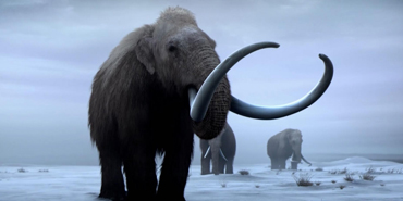 wooly mammoths