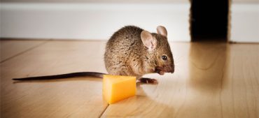 Does Mouse Like Cheese? The Truth Behind the Myth
