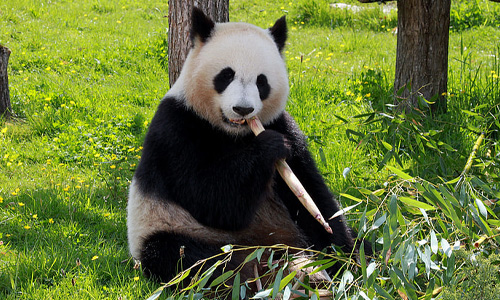 Feeding Habits