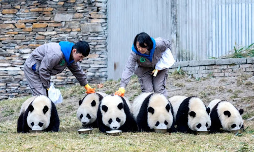 Are They Good Pets