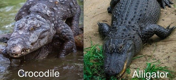 Alligators Vs Crocodiles
