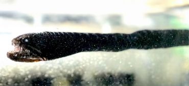 Black Dragonfish Facts You Should Know!