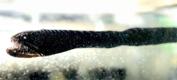 Alien Black Dragonfish - Uncover the Hidden Facts
