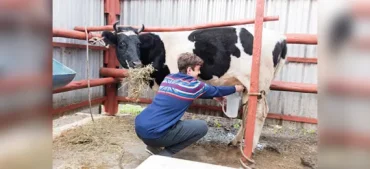 How Much Milk Can a Cow Produce in Its Lifetime?