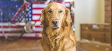 What Is the Tallest Breed of Dog in the World?