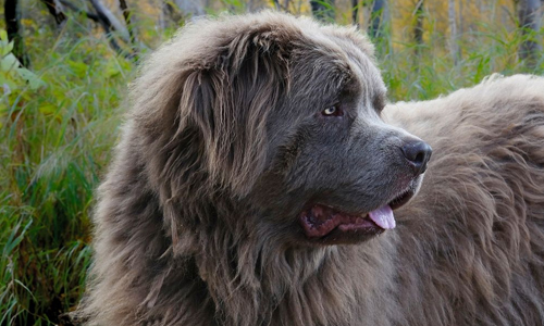Newfoundland