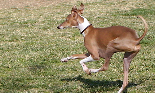 Greyhound
