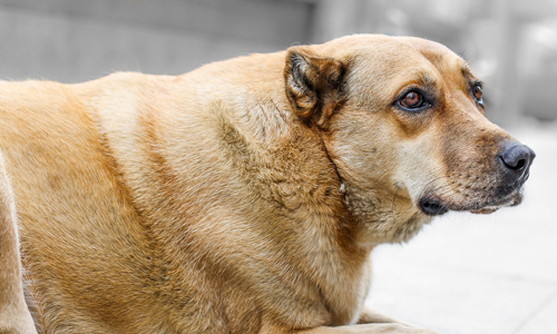 Anatolian-Shepherd