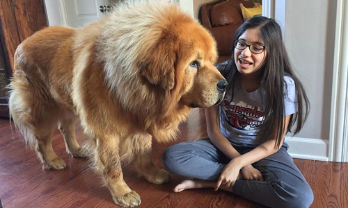 Tibetan-Mastiff
