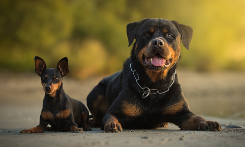 Rottweiler