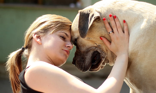 Bullmastiff