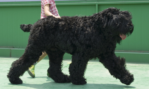 Black-Russian-Terrier
