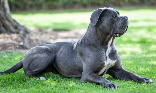 Cane-Corso
