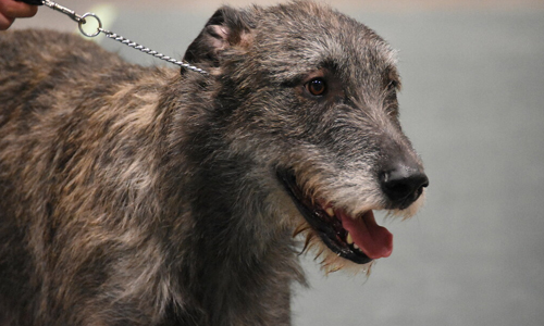 Irish-Wolfhound