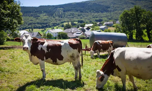 Milk Production by Breed