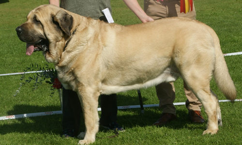Spanish-Mastiff