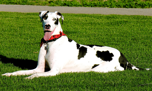 Great-Dane