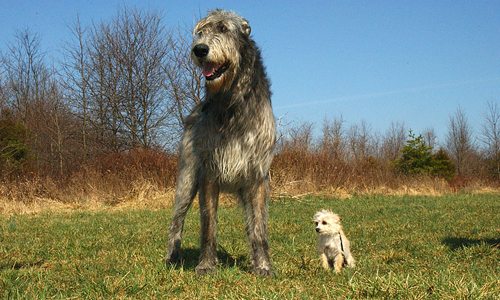 Scottish-Deerhound